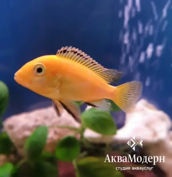 АкваМодерн