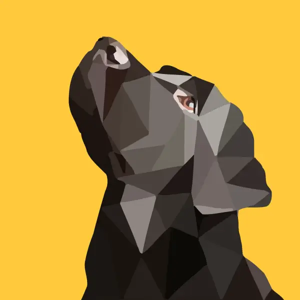 Школа дрессировки United Dogs